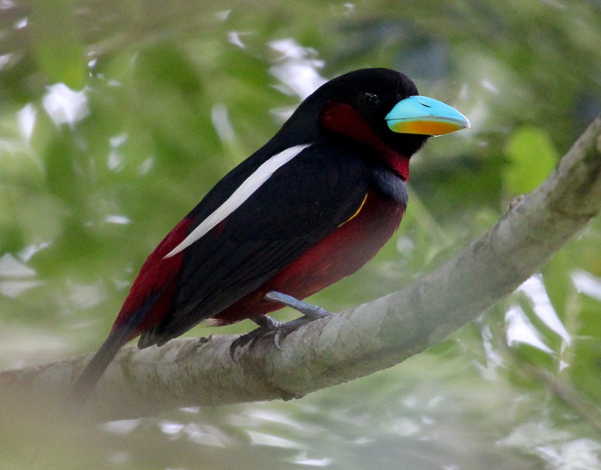 Black-and-red Broadbill (Black-and-red) - Luis Mario Arce