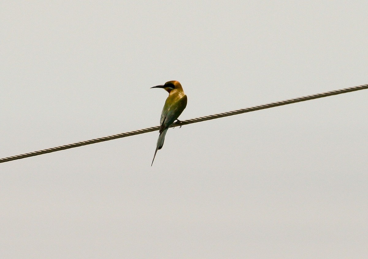 Blue-tailed Bee-eater - ML204826821