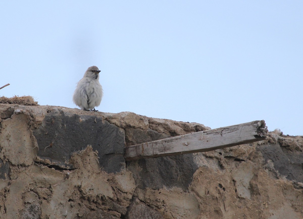 White-winged Snowfinch - ML204827281