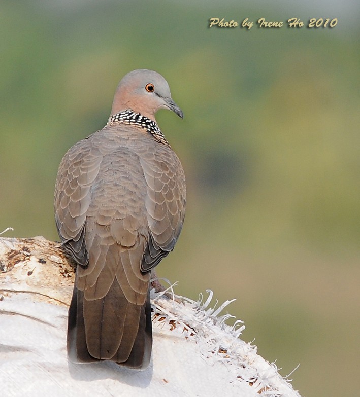 Spotted Dove (Eastern) - ML204827491