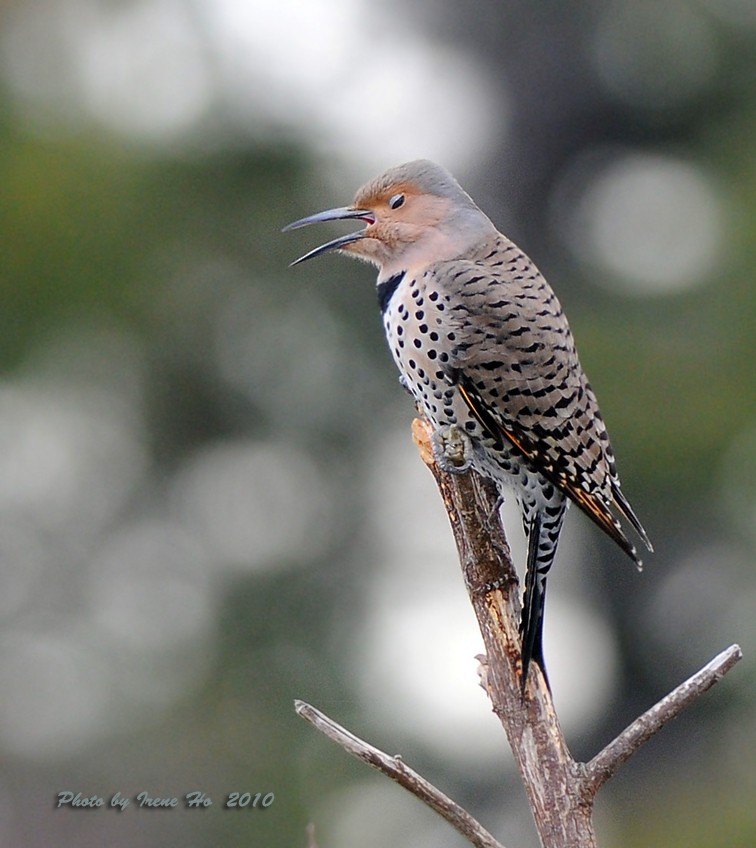 Northern Flicker (Red-shafted) - Irene Ho