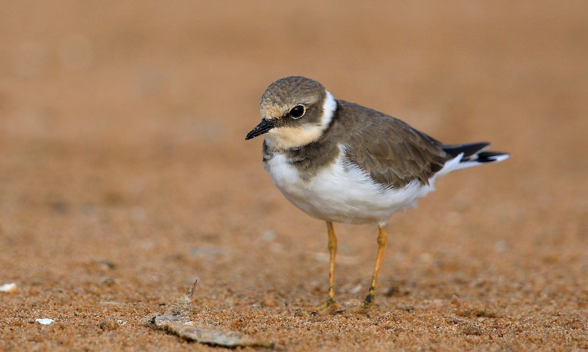Little Ringed Plover (curonicus) - ML204828001