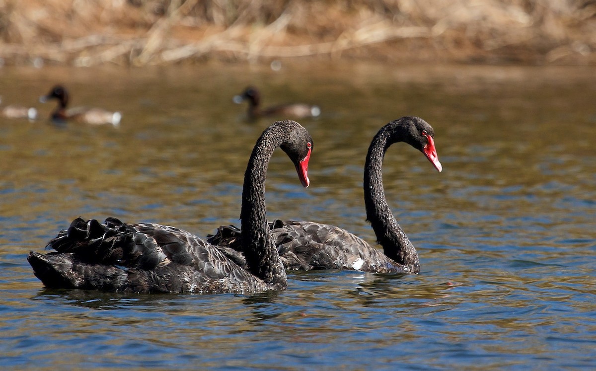 Black Swan - Brian Huggett