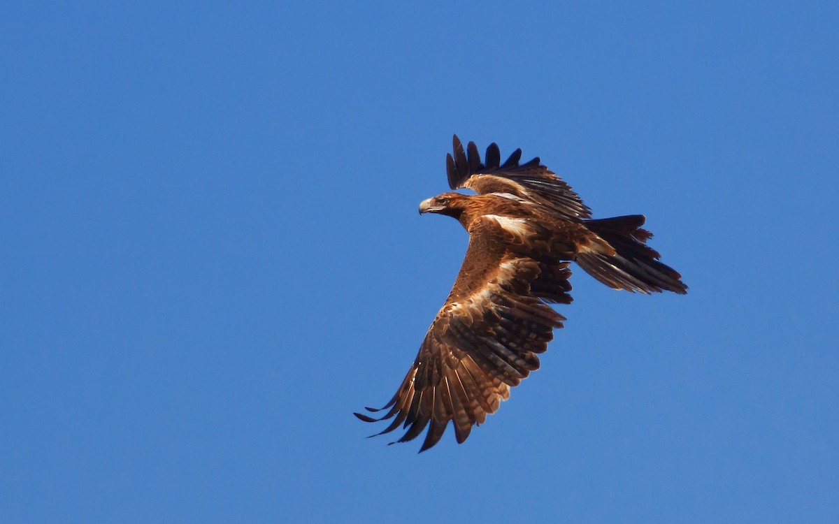 Wedge-tailed Eagle - Brian Huggett