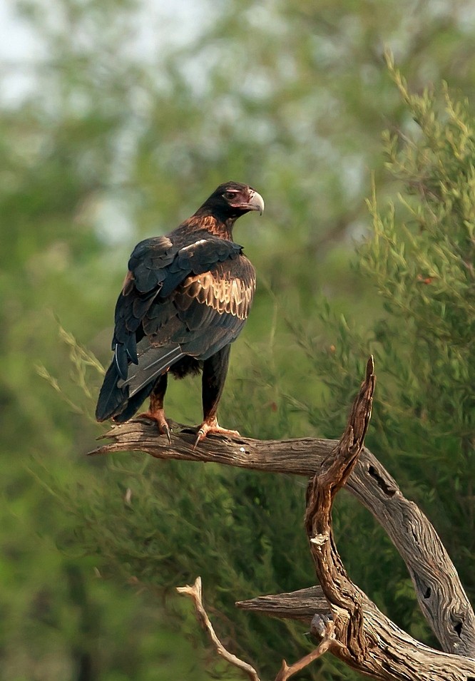 Wedge-tailed Eagle - Brian Huggett