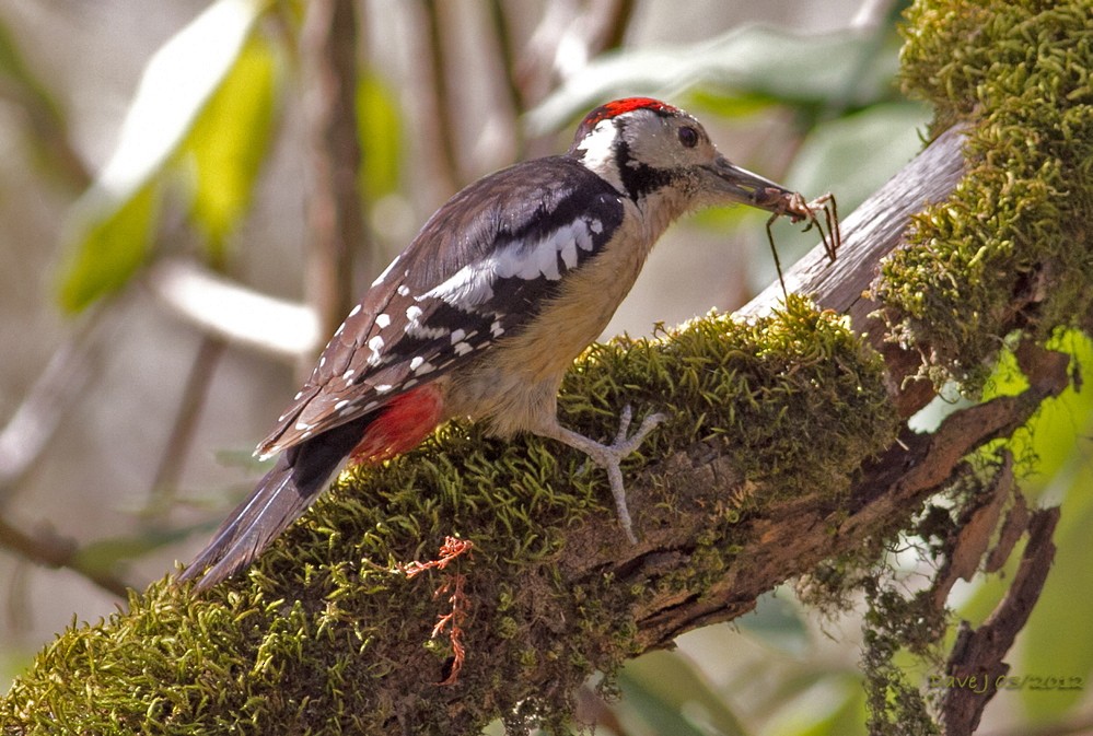 Himalayan Woodpecker - David Jackson