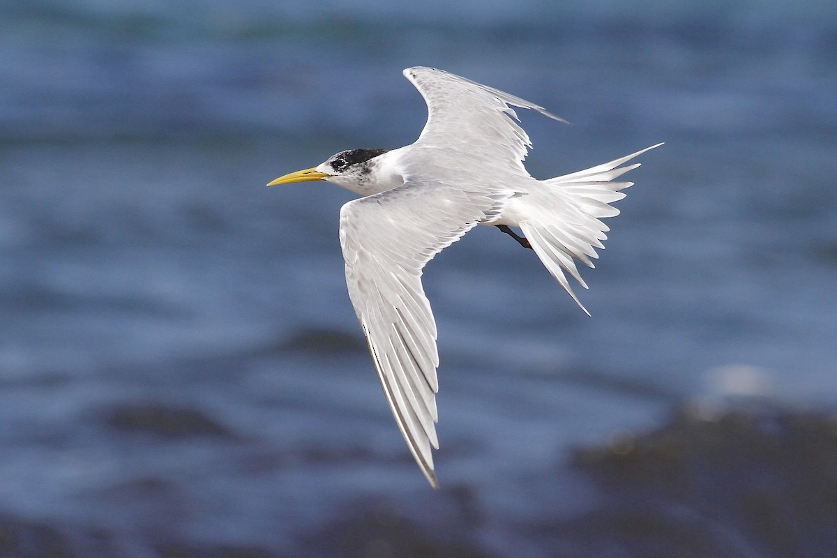 Great Crested Tern - ML204828371