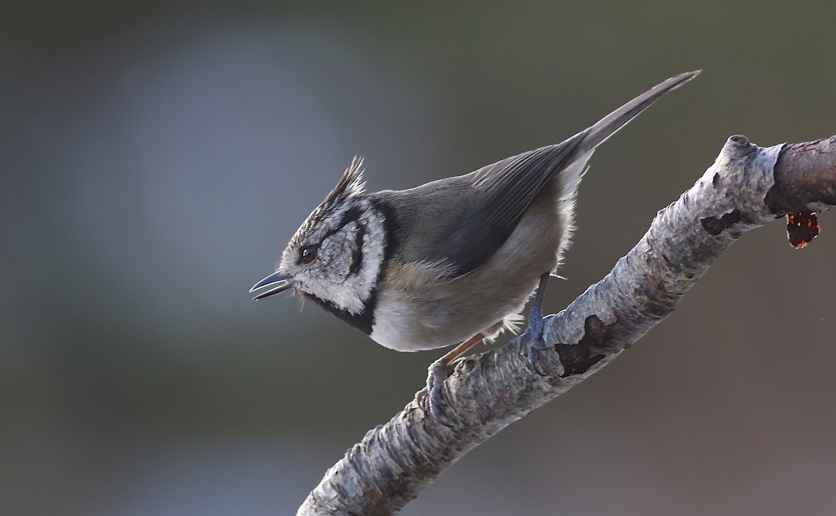 Crested Tit - ML204828411