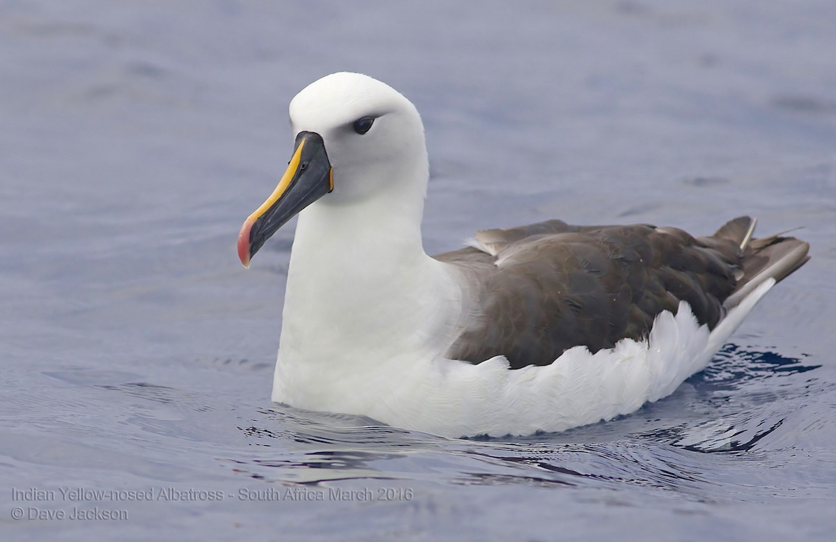 Indian Yellow-nosed Albatross - David Jackson