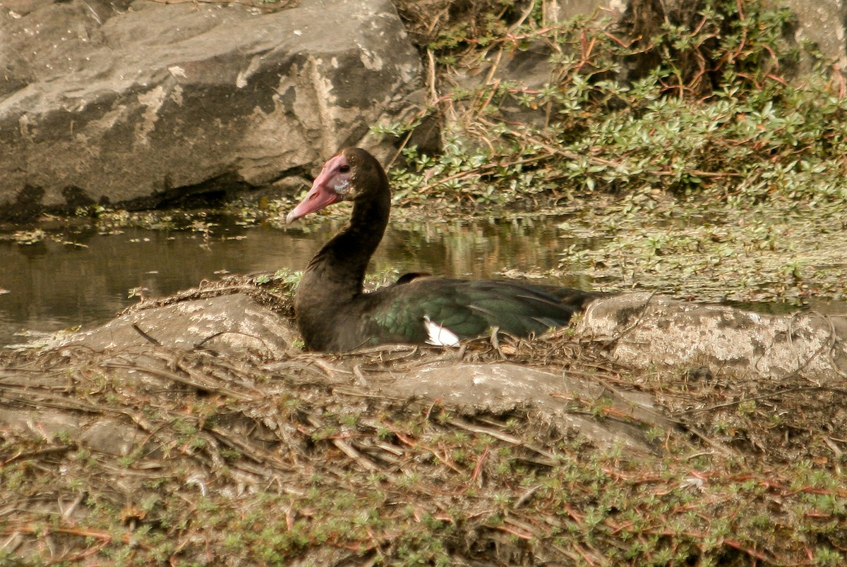 Spur-winged Goose (Southern) - Luis Mario Arce