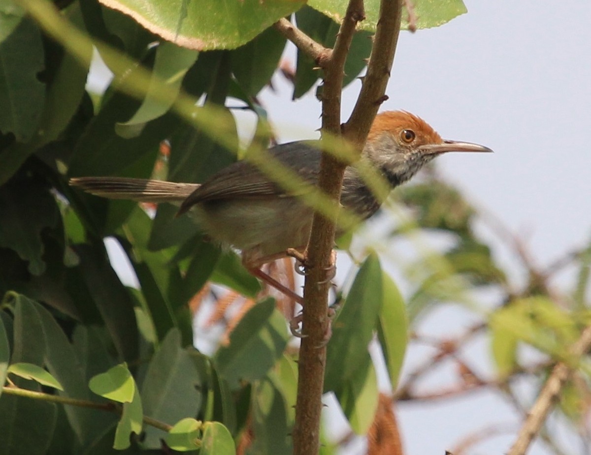 Cambodian Tailorbird - ML204828641