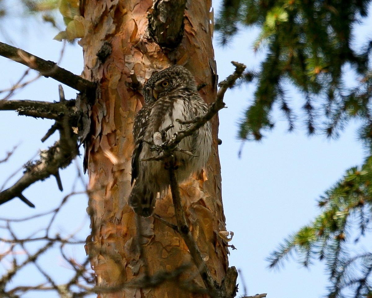 Eurasian Pygmy-Owl - Luis Mario Arce