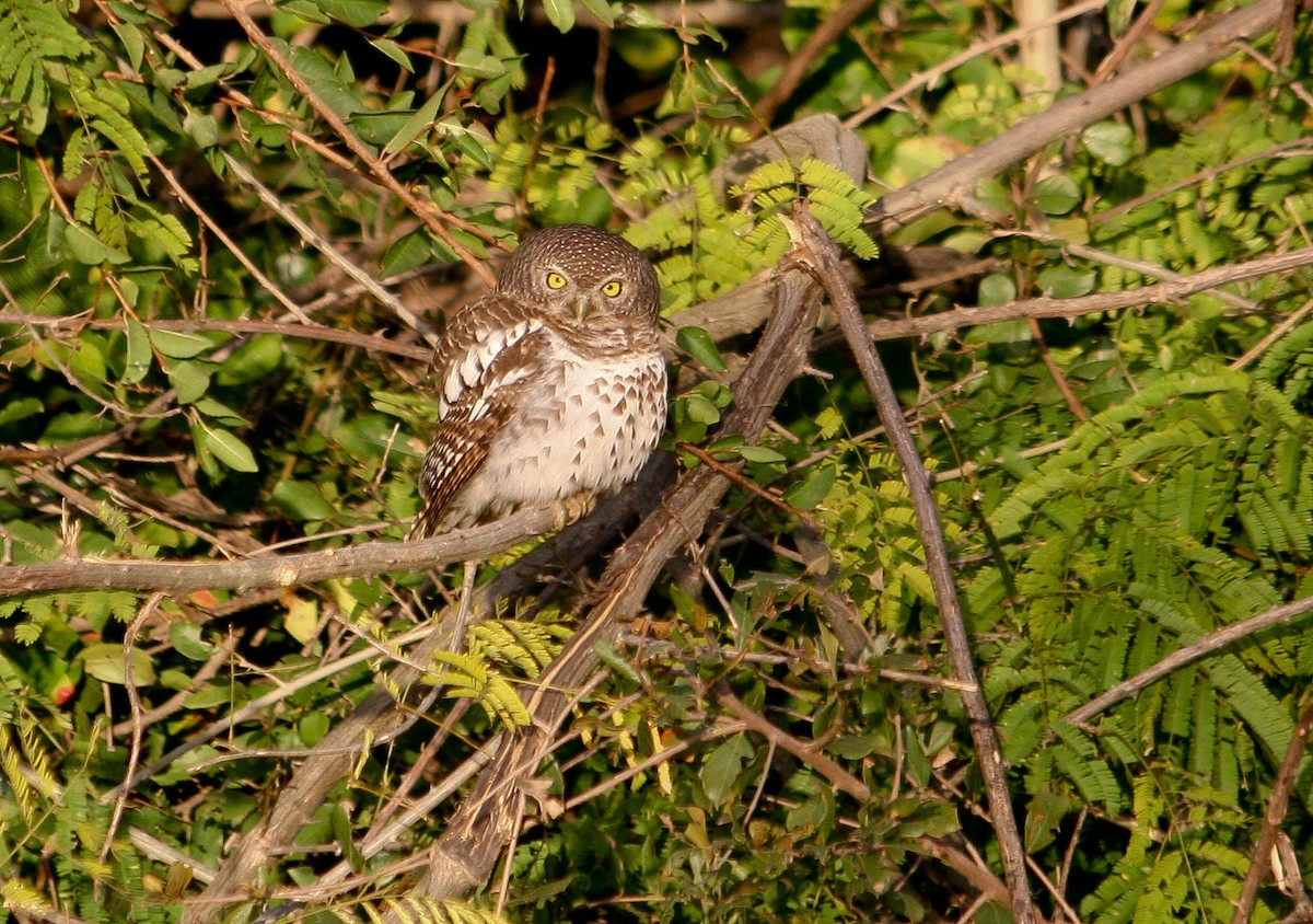 African Barred Owlet (Bar-fronted) - ML204828661