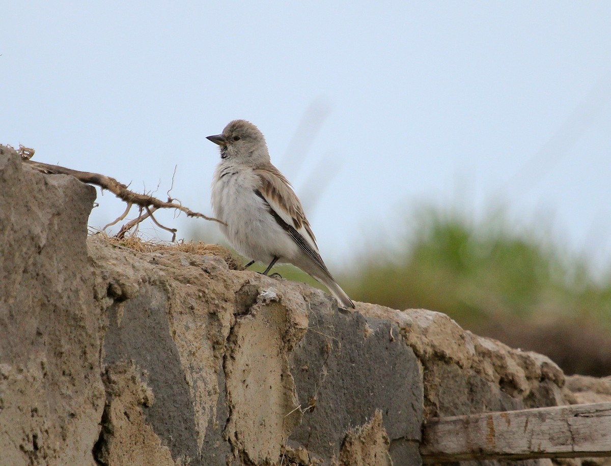 White-winged Snowfinch - ML204828851