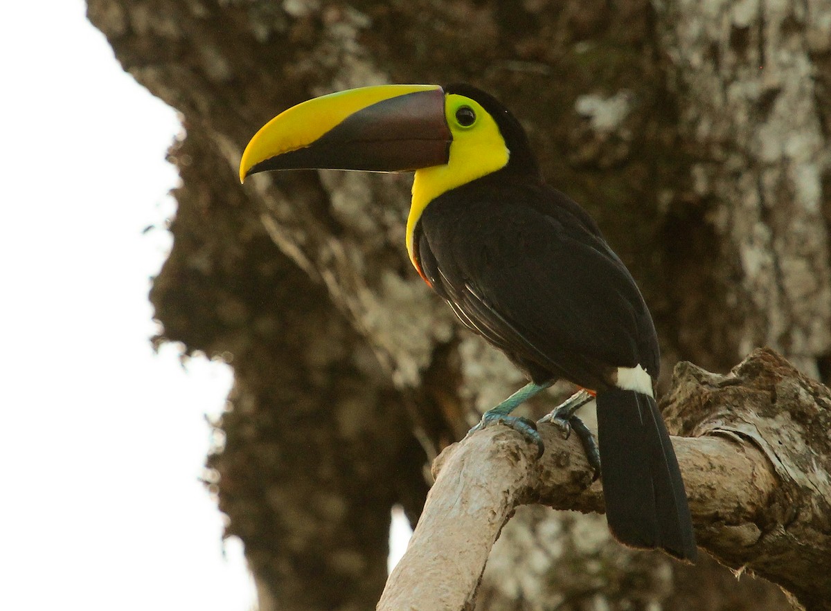 Yellow-throated Toucan (Chestnut-mandibled) - Luis Mario Arce