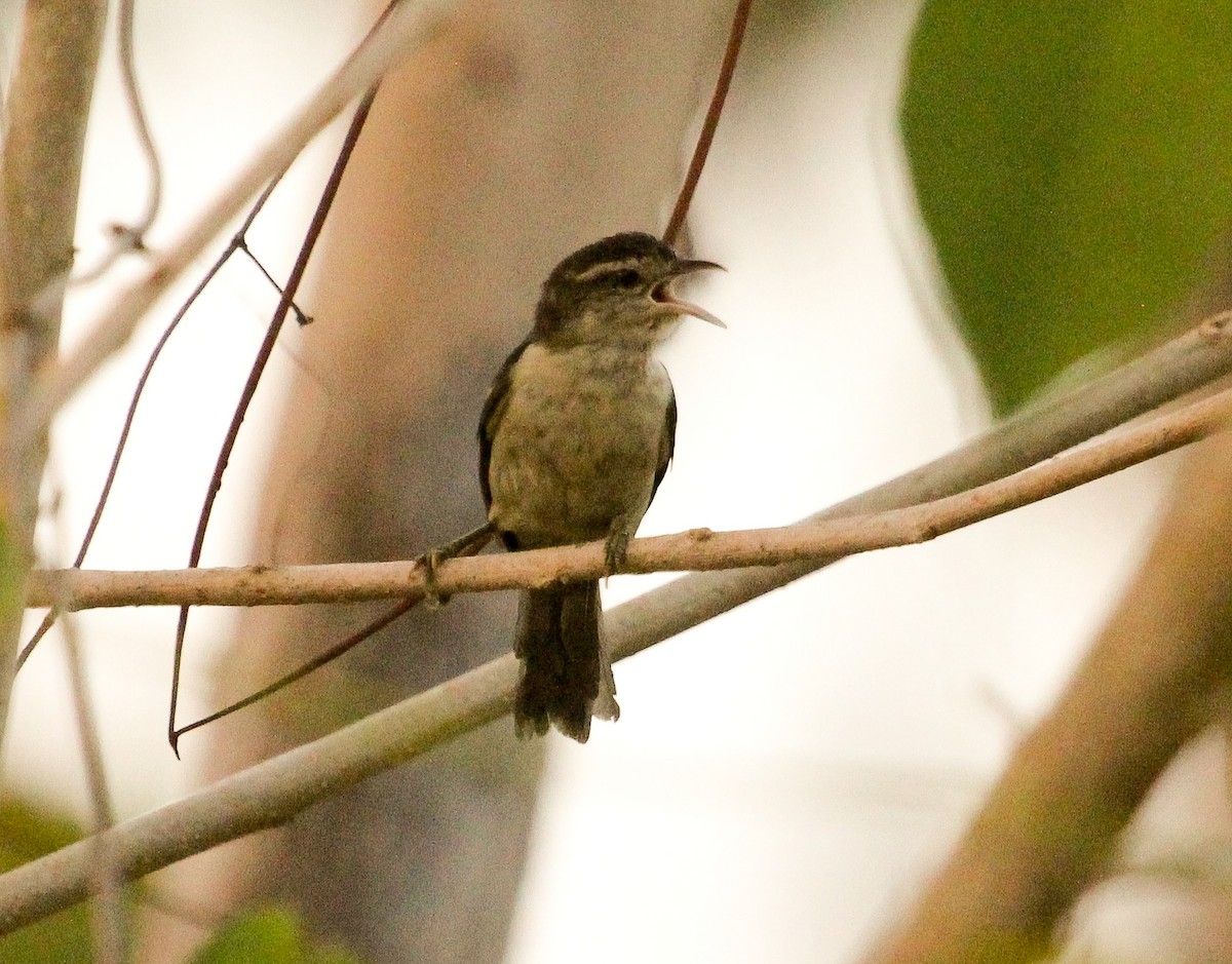 Double-banded Graytail - Luis Mario Arce