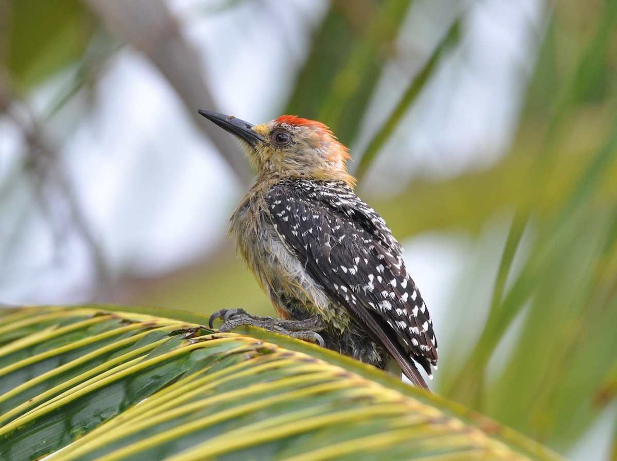 Red-crowned Woodpecker - Stephen Romany