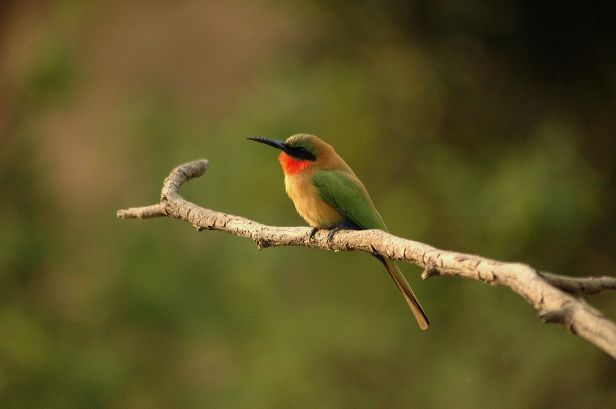 Red-throated Bee-eater - ML204829911