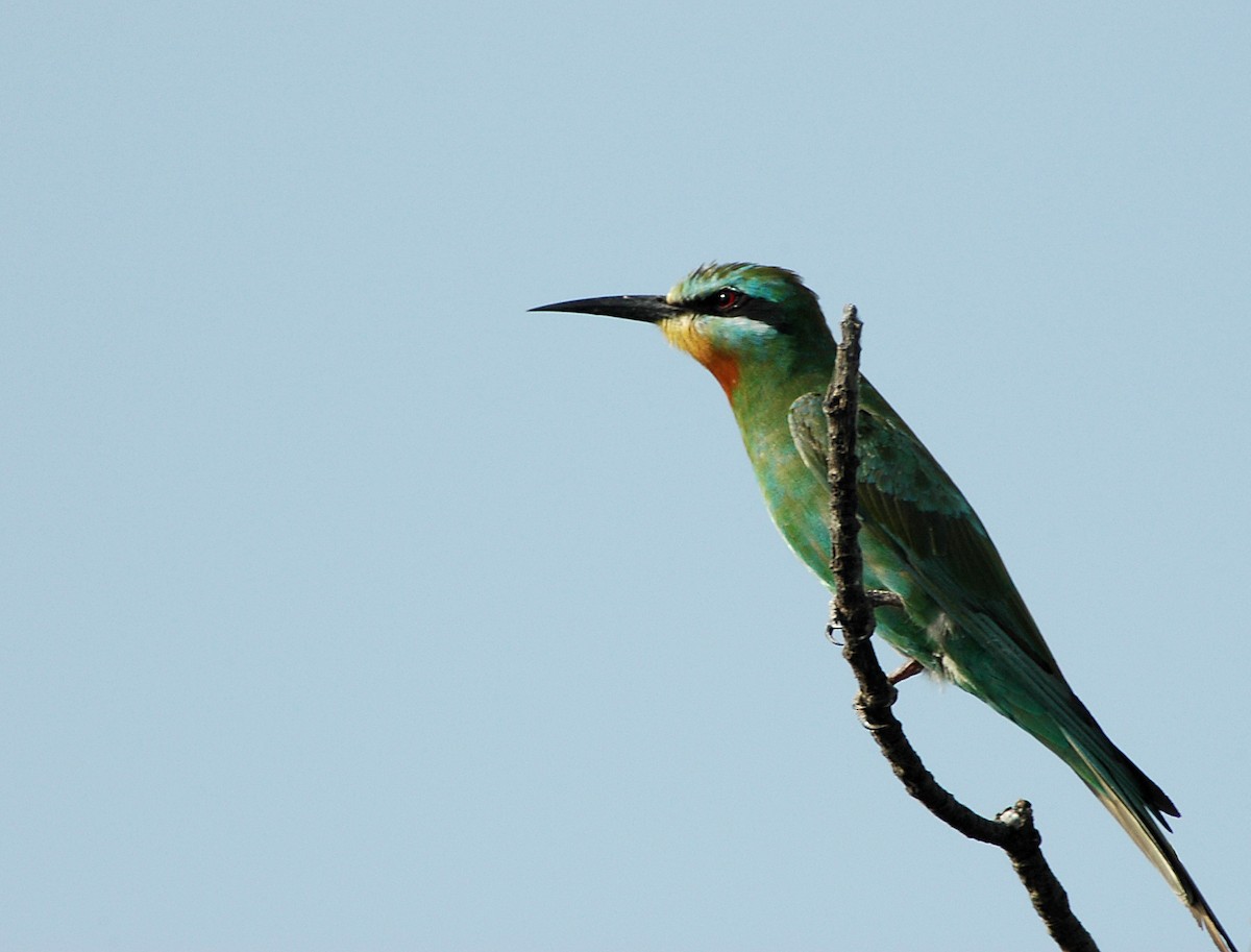 Blue-cheeked Bee-eater - ML204829921