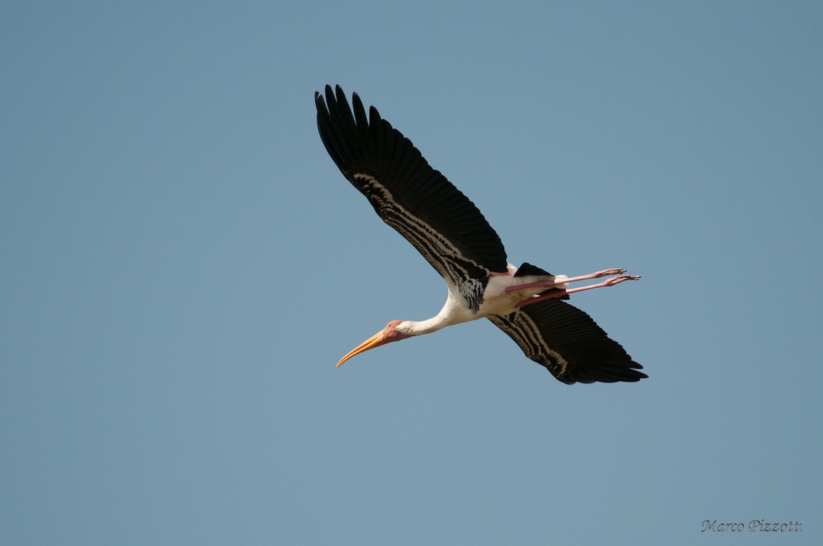 Painted Stork - Marco Pizzotti