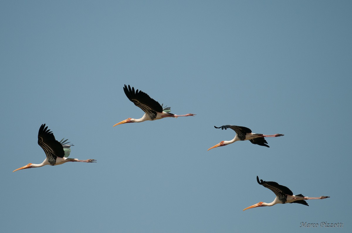 Painted Stork - Marco Pizzotti