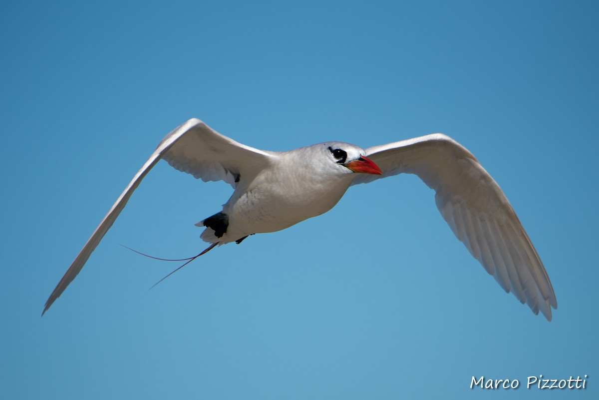 Red-tailed Tropicbird - Marco Pizzotti