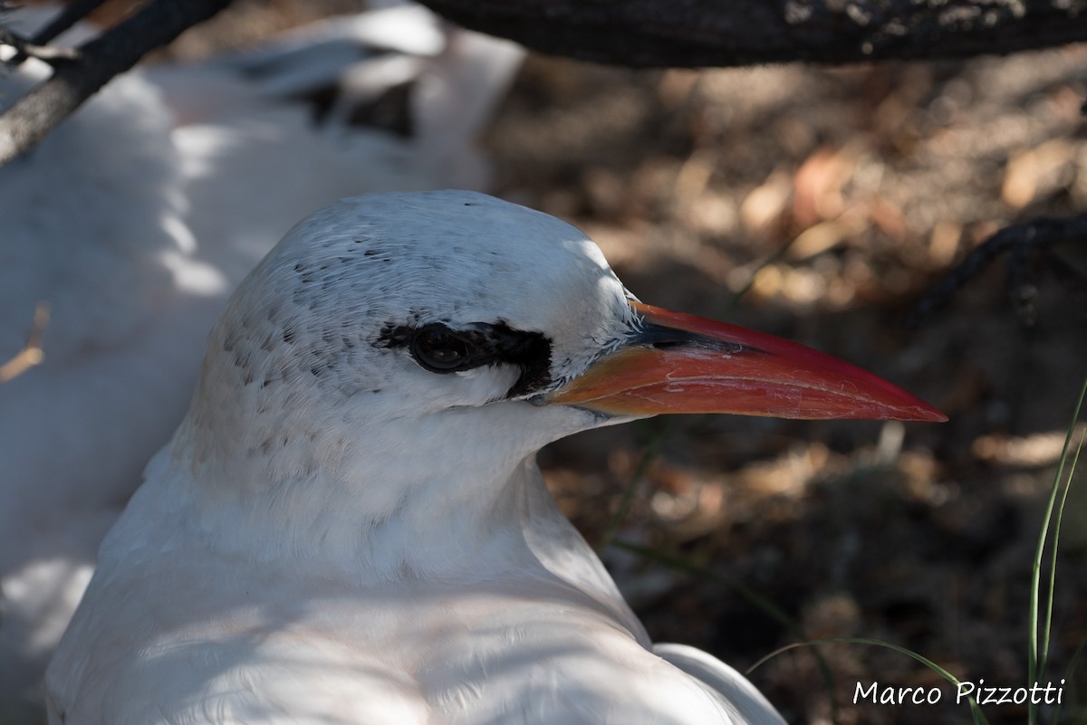 Red-tailed Tropicbird - ML204830081