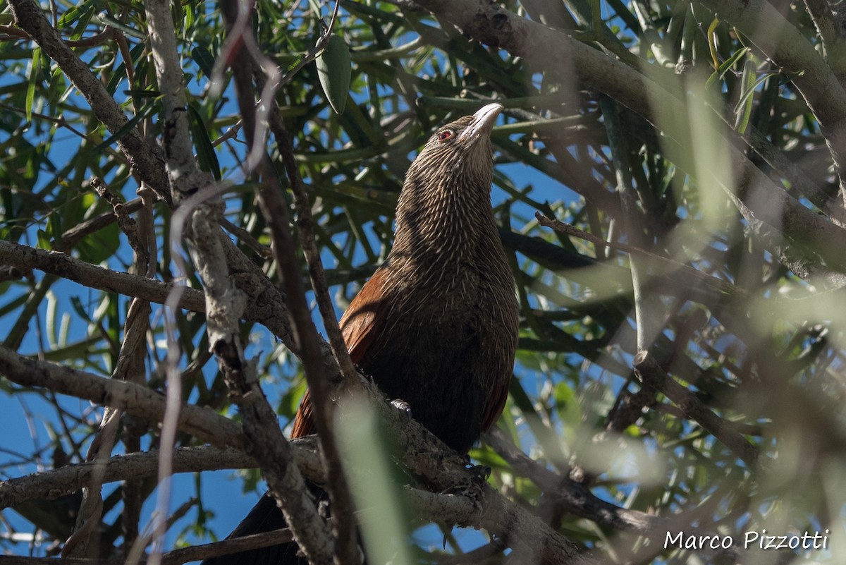 Malagasy Coucal - Marco Pizzotti