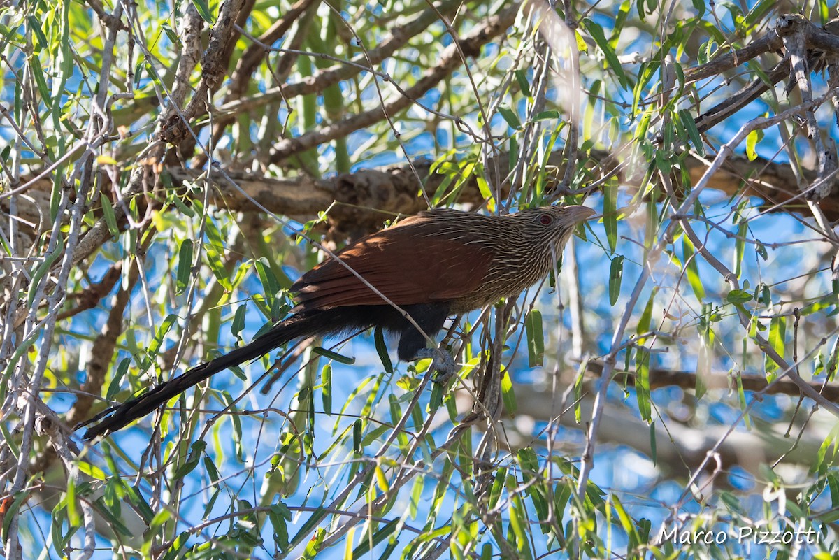 Malagasy Coucal - ML204830131