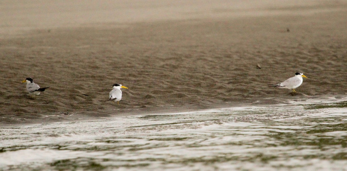 Yellow-billed Tern - Luis Mario Arce