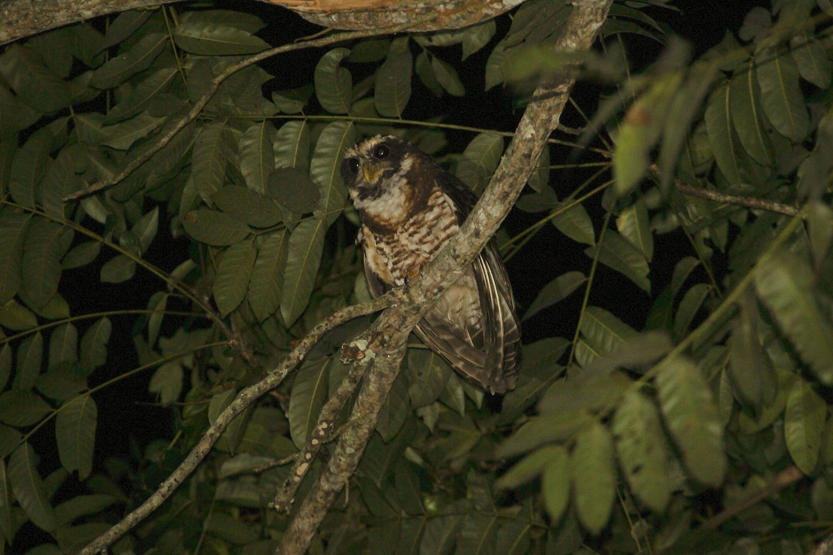 Band-bellied Owl - ML204830581