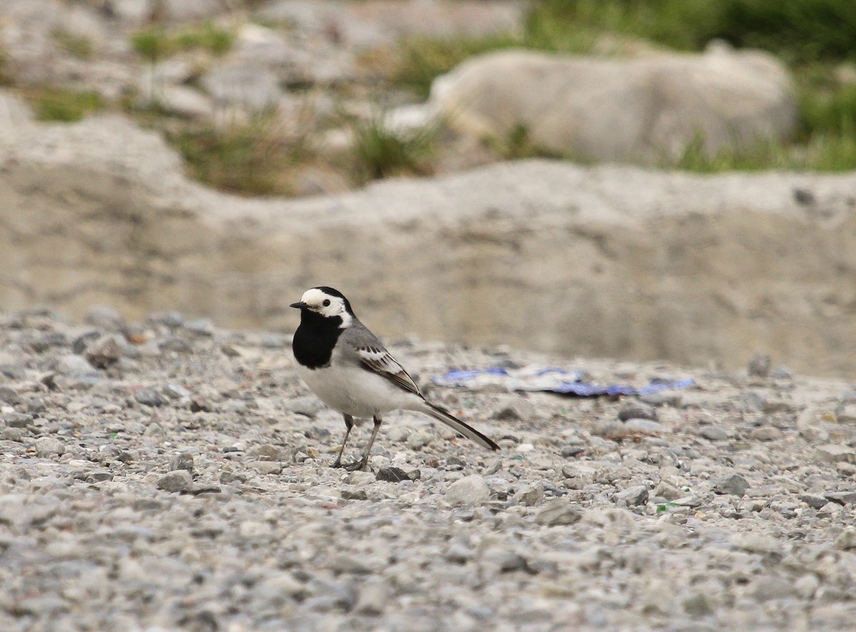 White Wagtail (White-faced) - ML204830711
