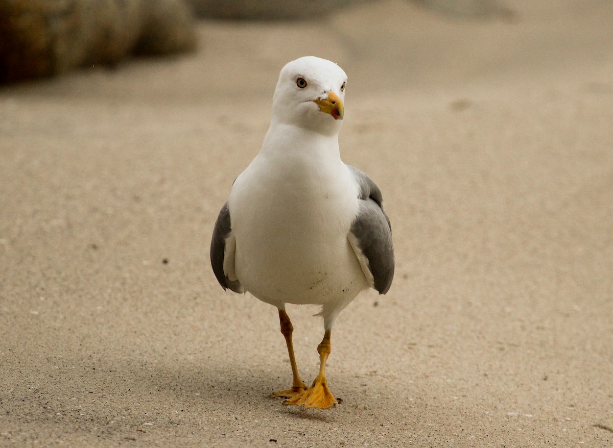 Yellow-legged Gull (michahellis) - Luis Mario Arce