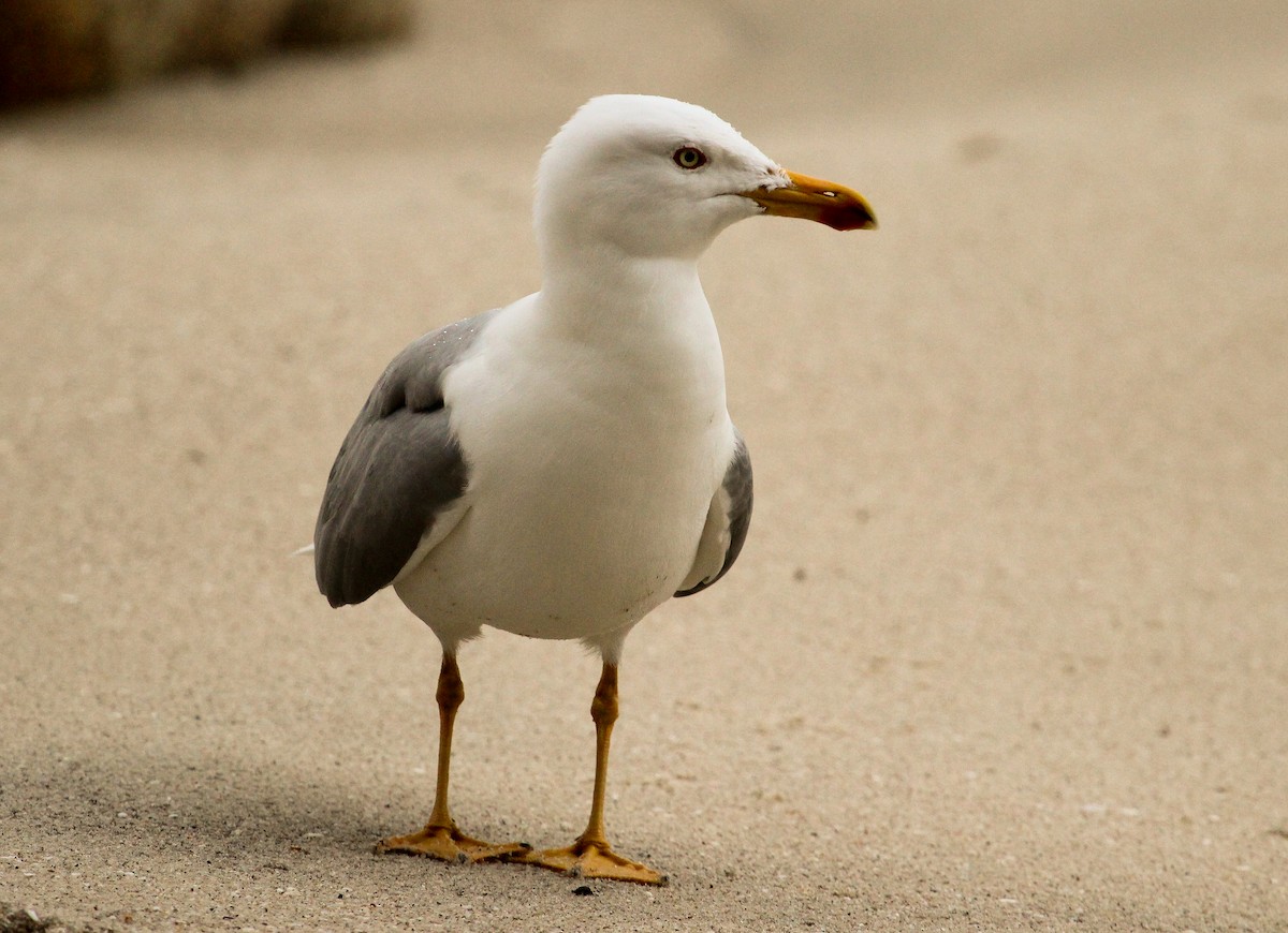 Yellow-legged Gull (michahellis) - Luis Mario Arce