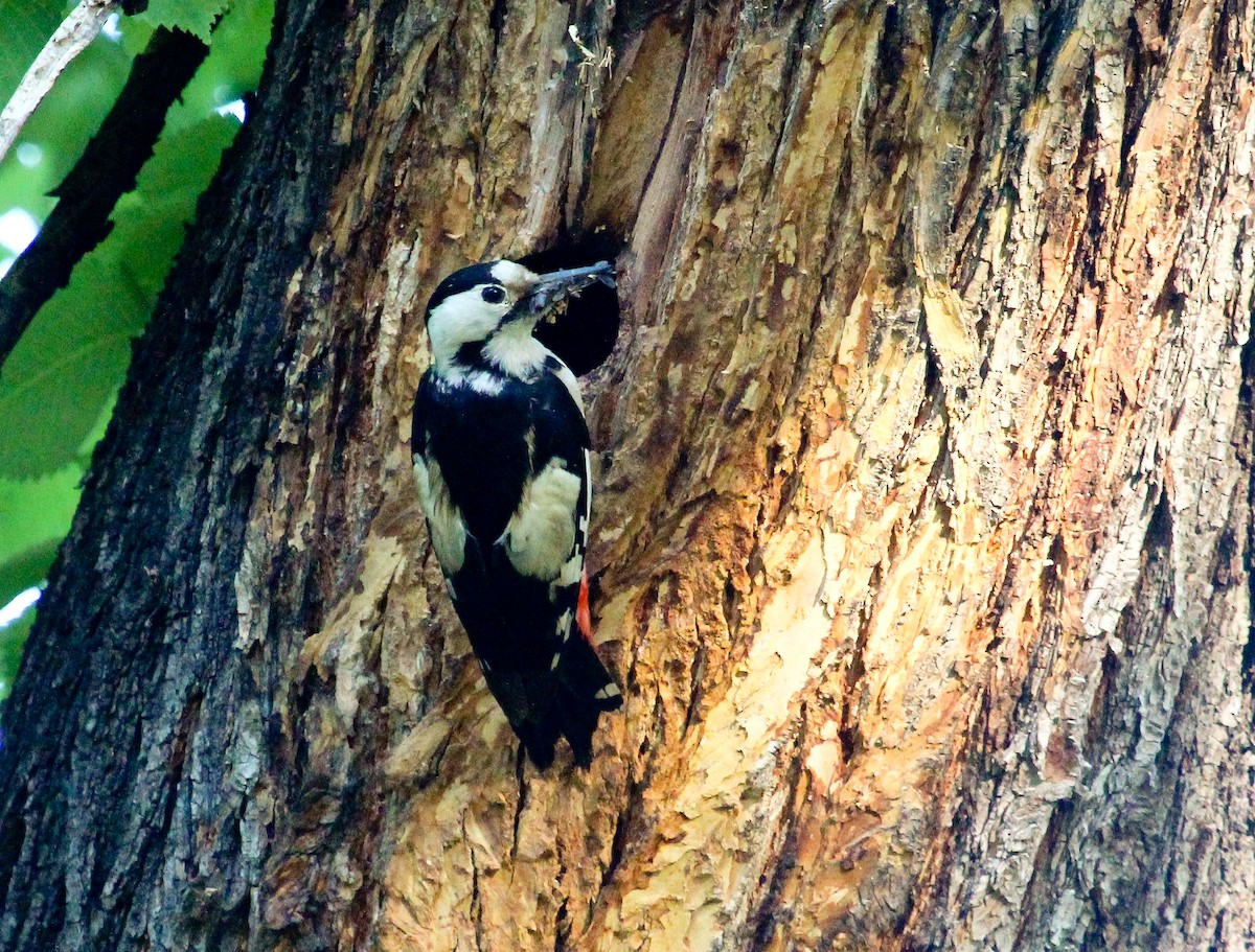 Syrian Woodpecker - Luis Mario Arce
