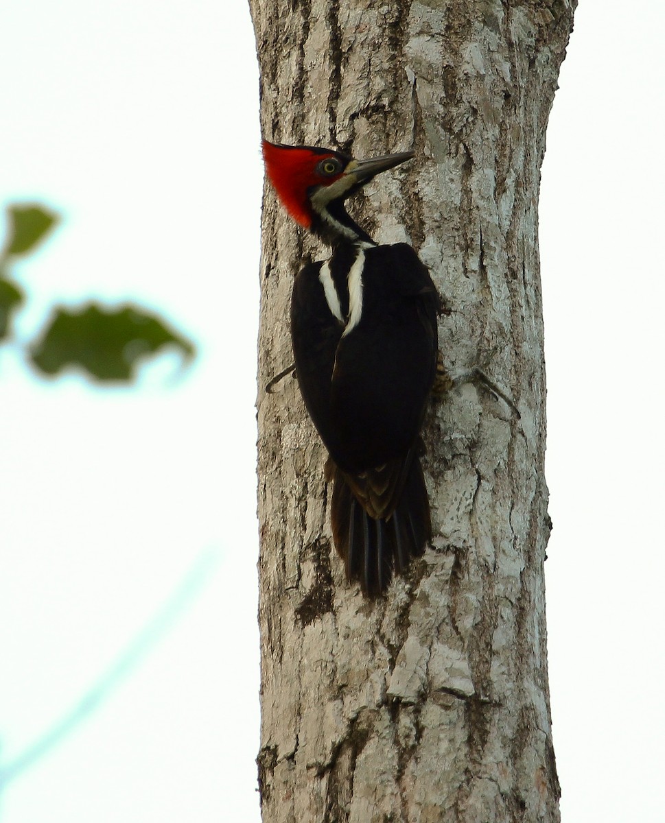 Crimson-crested Woodpecker - Luis Mario Arce