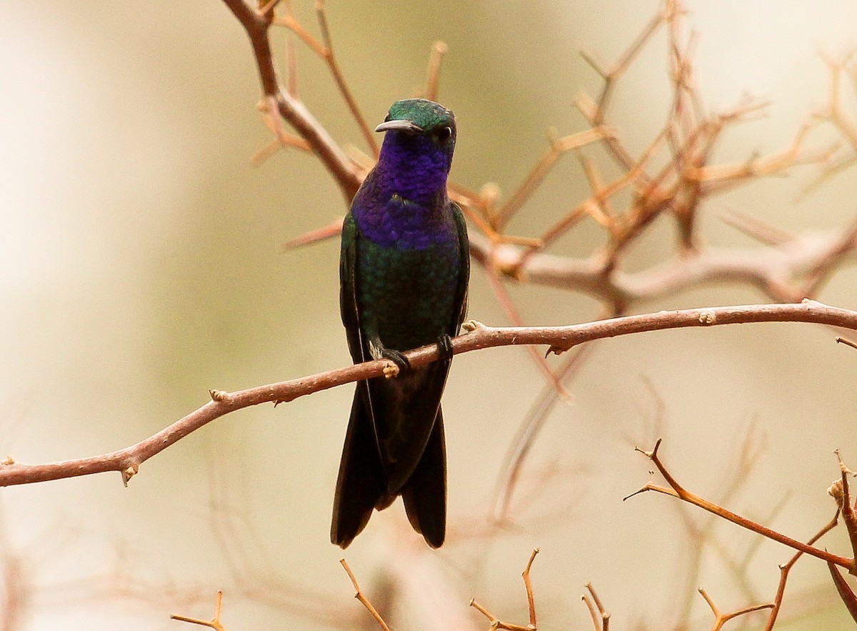 Sapphire-throated Hummingbird - Luis Mario Arce