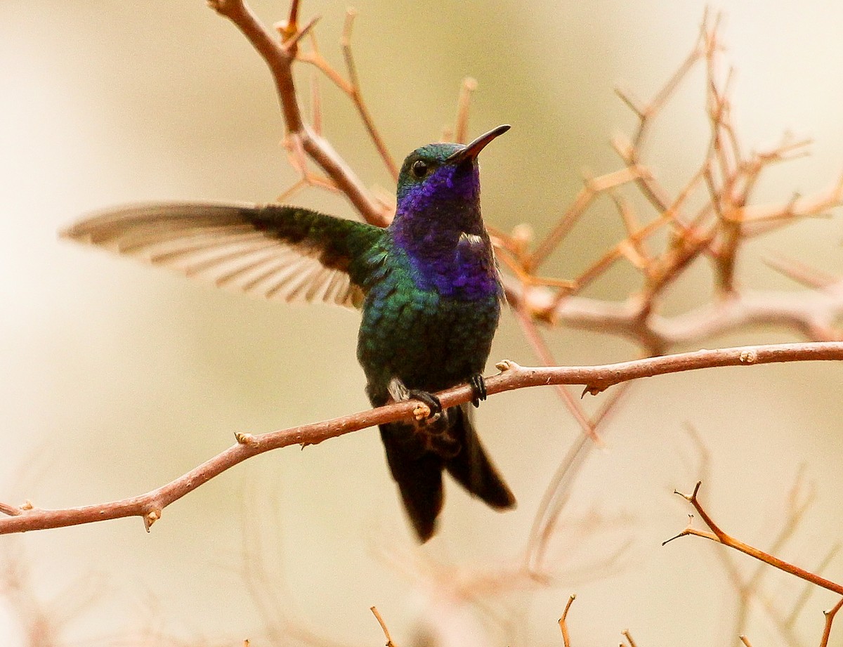 kolibřík safírovohrdlý - ML204831131