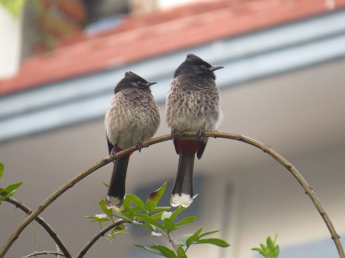 Red-vented Bulbul - Peter Stockton