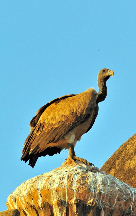 Indian Vulture - Joao Ponces de Carvalho