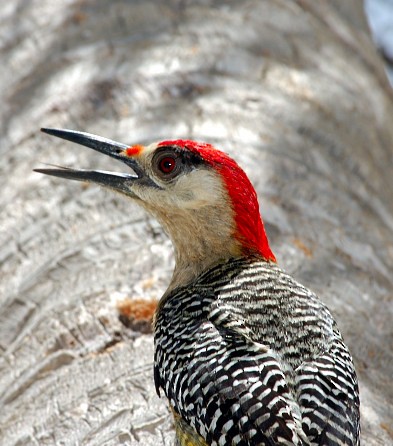 West Indian Woodpecker - Joao Ponces de Carvalho