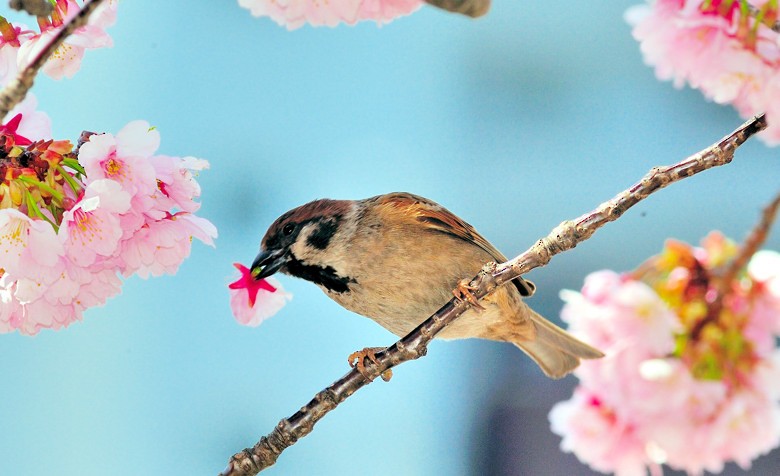 Eurasian Tree Sparrow - Joao Ponces de Carvalho