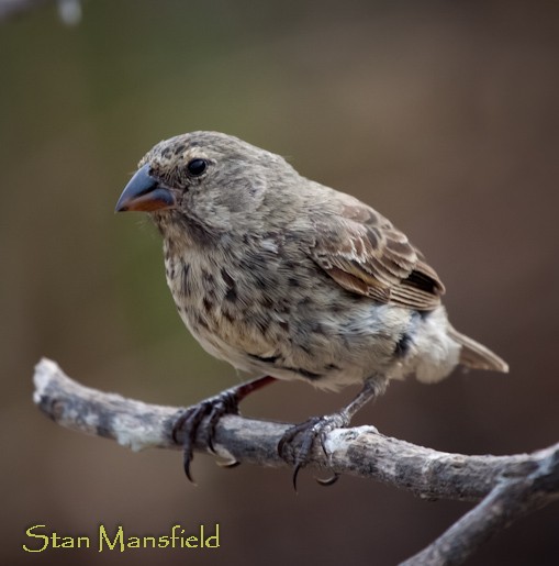 Medium Ground-Finch - STAN MANSFIELD