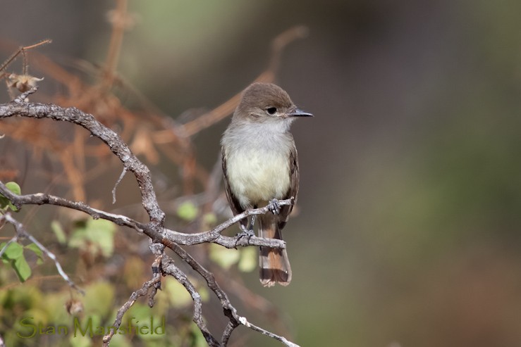 Galapagos Flycatcher - STAN MANSFIELD