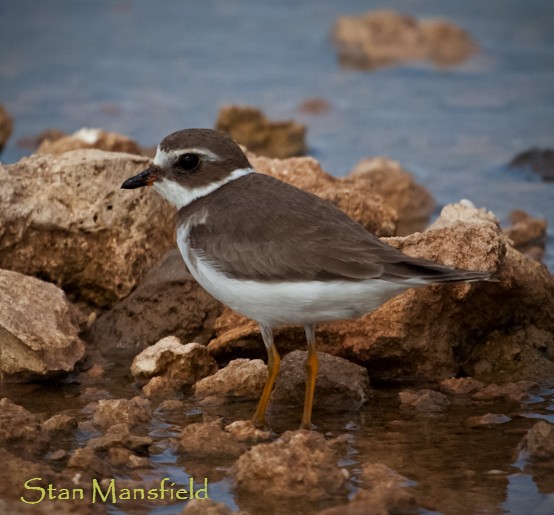 Semipalmated Plover - ML204832301