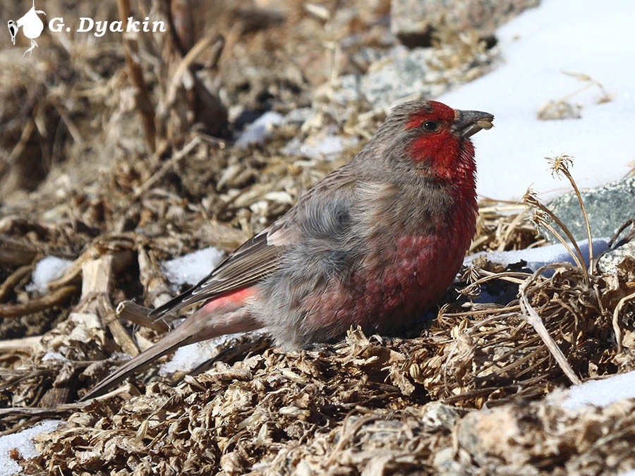 Red-fronted Rosefinch - ML204832651