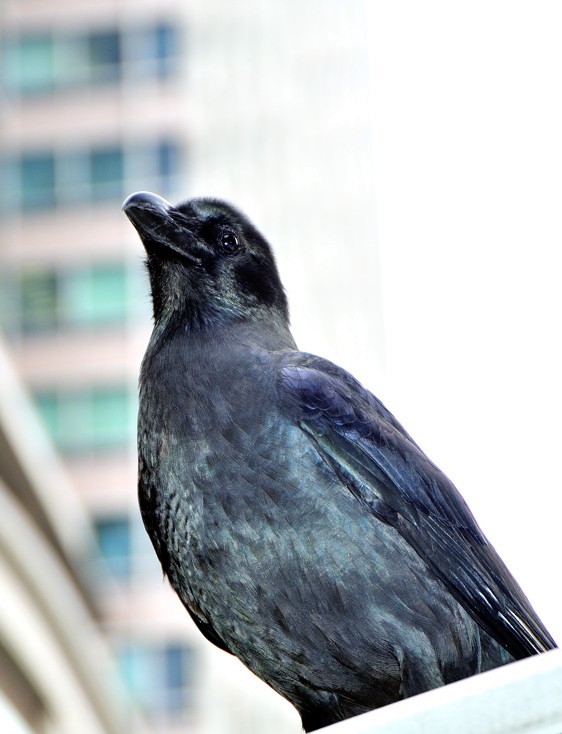 Large-billed Crow - ML204833921