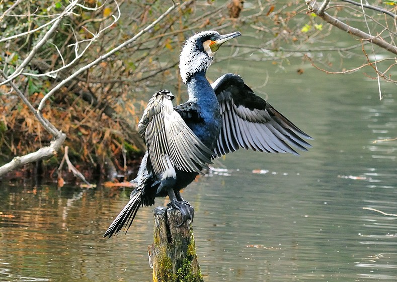 Great Cormorant (Eurasian) - Joao Ponces de Carvalho