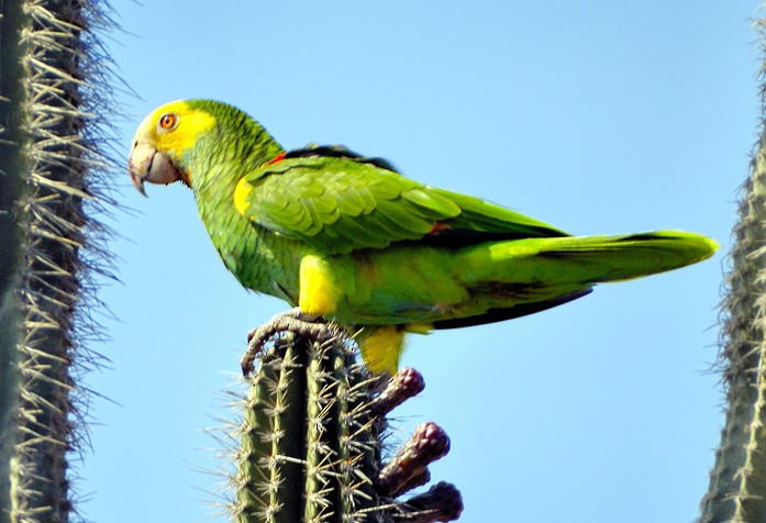 Yellow-shouldered Parrot - Joao Ponces de Carvalho