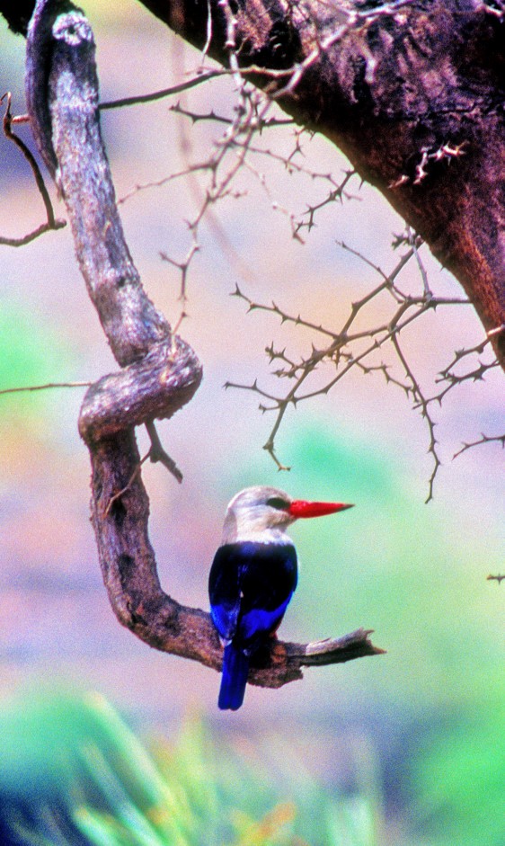 Gray-headed Kingfisher - Joao Ponces de Carvalho